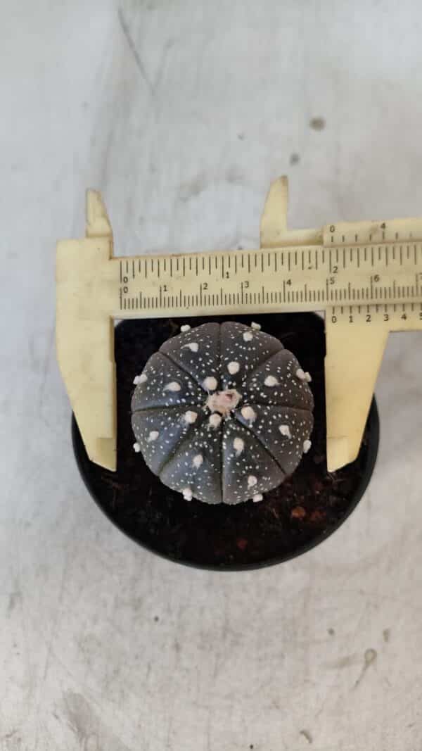 ASTROPHYTUM ASTERIAS “Purple”  Nº 961 – vaso 09 - Imagem 5