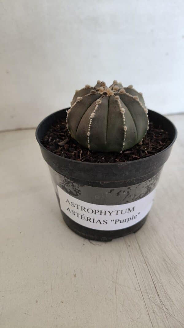 ASTROPHYTUM ASTERIAS “Purple”  Nº 962 – vaso 09 - Imagem 11