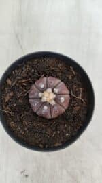 ASTROPHYTUM ASTERIAS “Purple”  Nº 963 – vaso 09 - Imagem 3