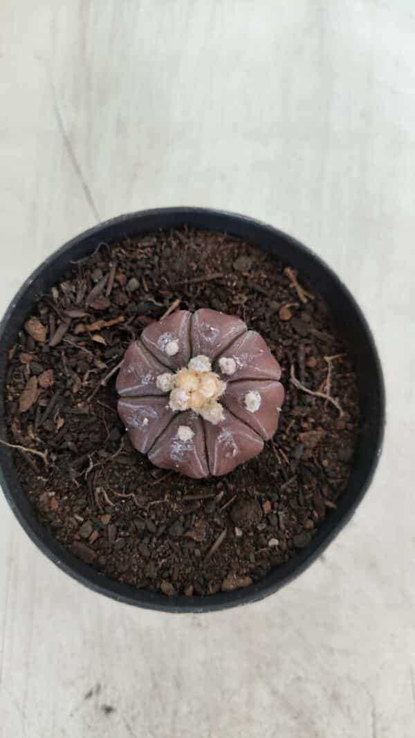 ASTROPHYTUM ASTERIAS “Purple”  Nº 963 – vaso 09 - Imagem 3