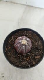 ASTROPHYTUM ASTERIAS “Purple”  Nº 963 – vaso 09 - Imagem 7