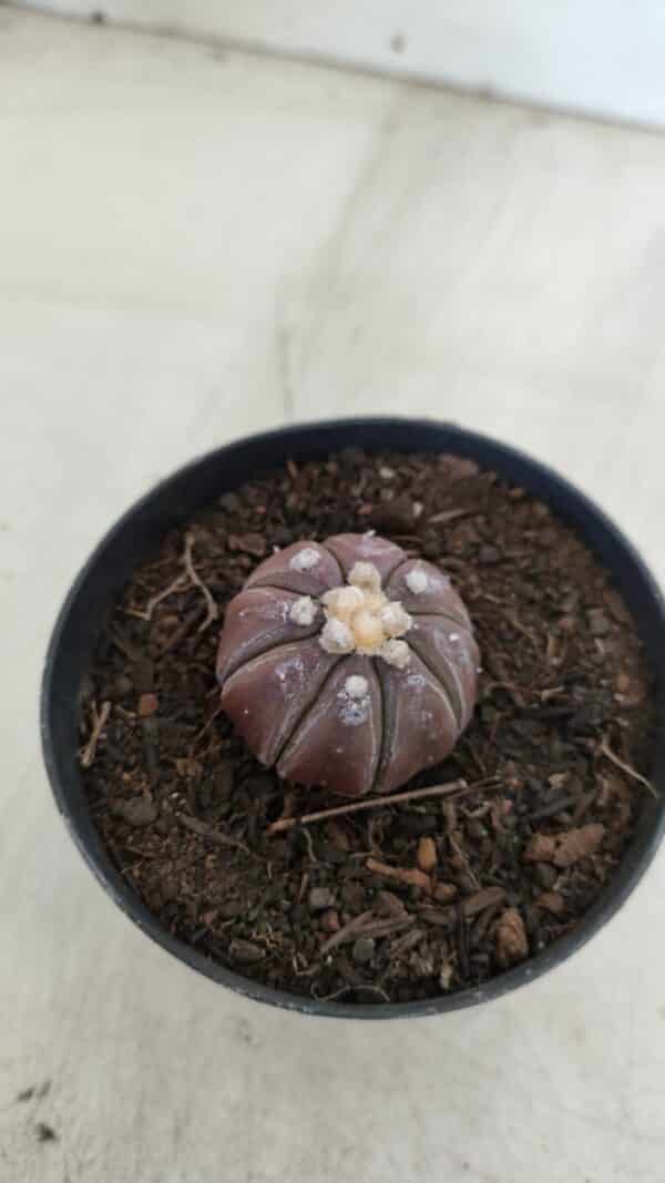 ASTROPHYTUM ASTERIAS “Purple”  Nº 963 – vaso 09 - Imagem 7