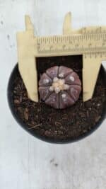 ASTROPHYTUM ASTERIAS “Purple”  Nº 963 – vaso 09