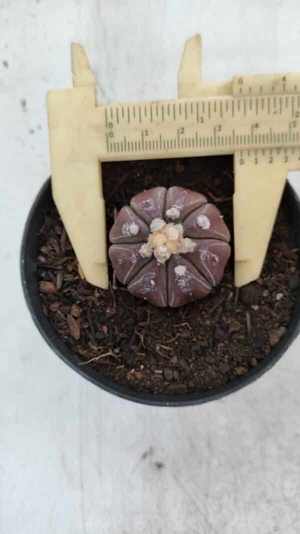 ASTROPHYTUM ASTERIAS “Purple”  Nº 963 – vaso 09 - Imagem 1