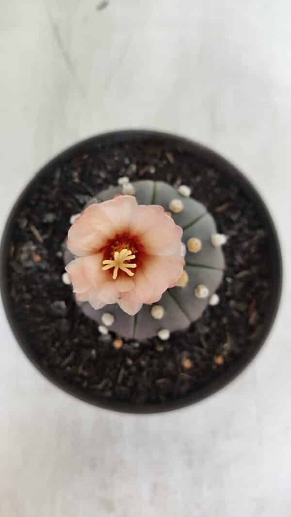 ASTROPHYTUM ASTERIAS “Purple”  Nº 964 – vaso 11 - Imagem 1