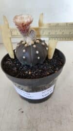 ASTROPHYTUM ASTERIAS “Purple”  Nº 964 – vaso 11 - Imagem 4