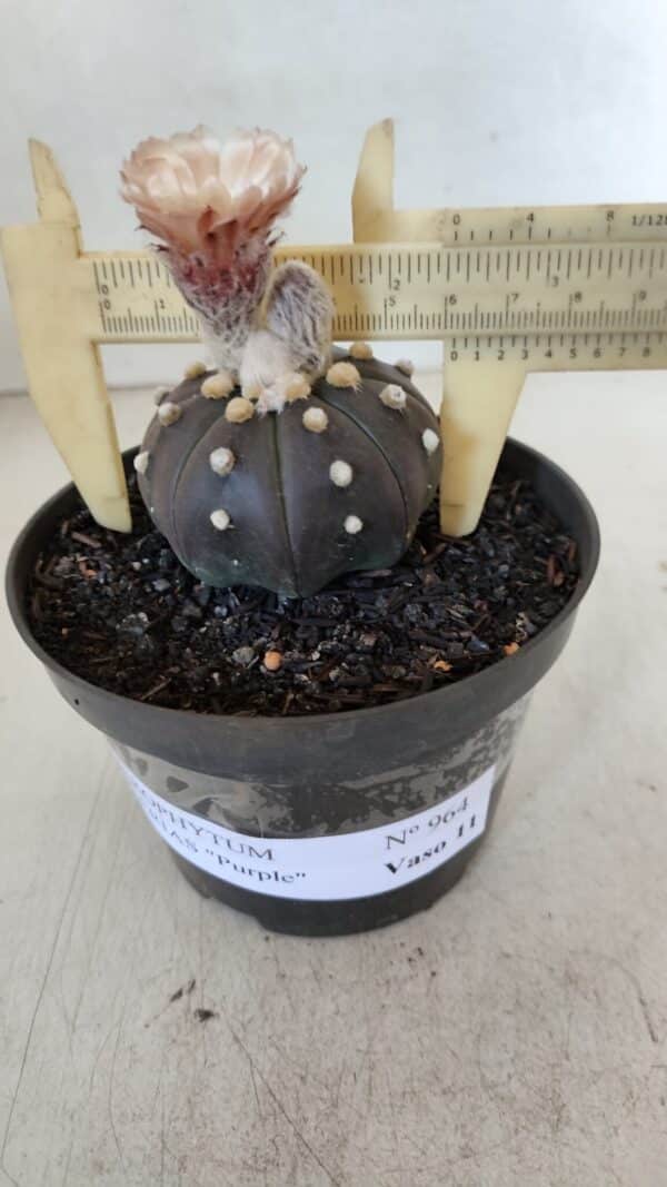 ASTROPHYTUM ASTERIAS “Purple”  Nº 964 – vaso 11 - Imagem 4