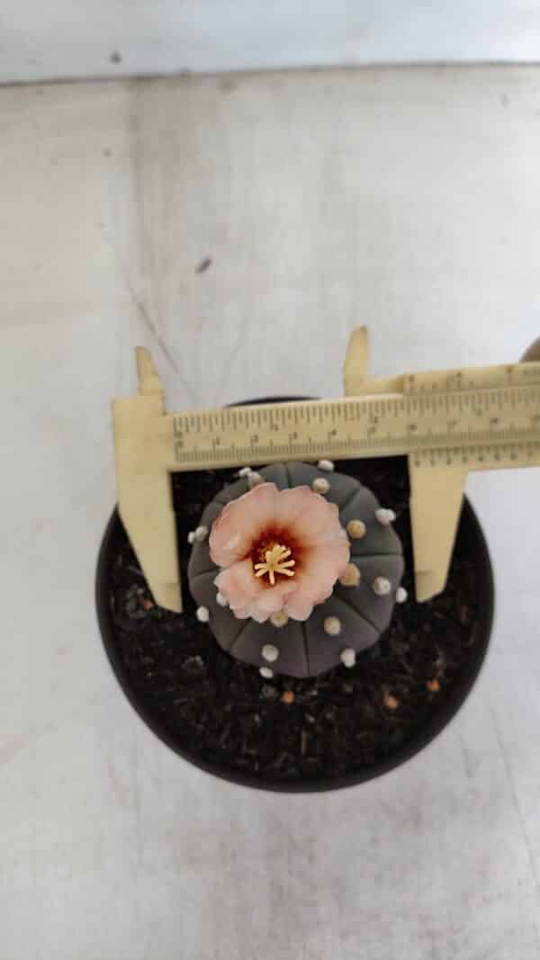 ASTROPHYTUM ASTERIAS “Purple”  Nº 964 – vaso 11 - Imagem 5