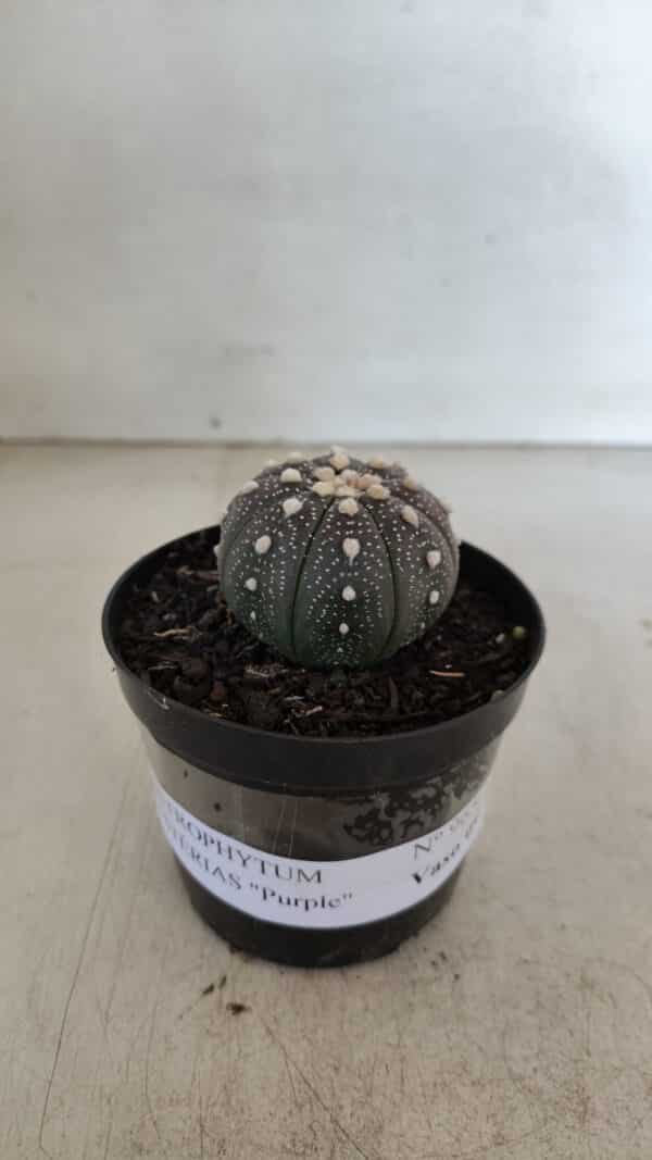 ASTROPHYTUM ASTERIAS “Purple”  Nº 965 – vaso 09 - Imagem 2