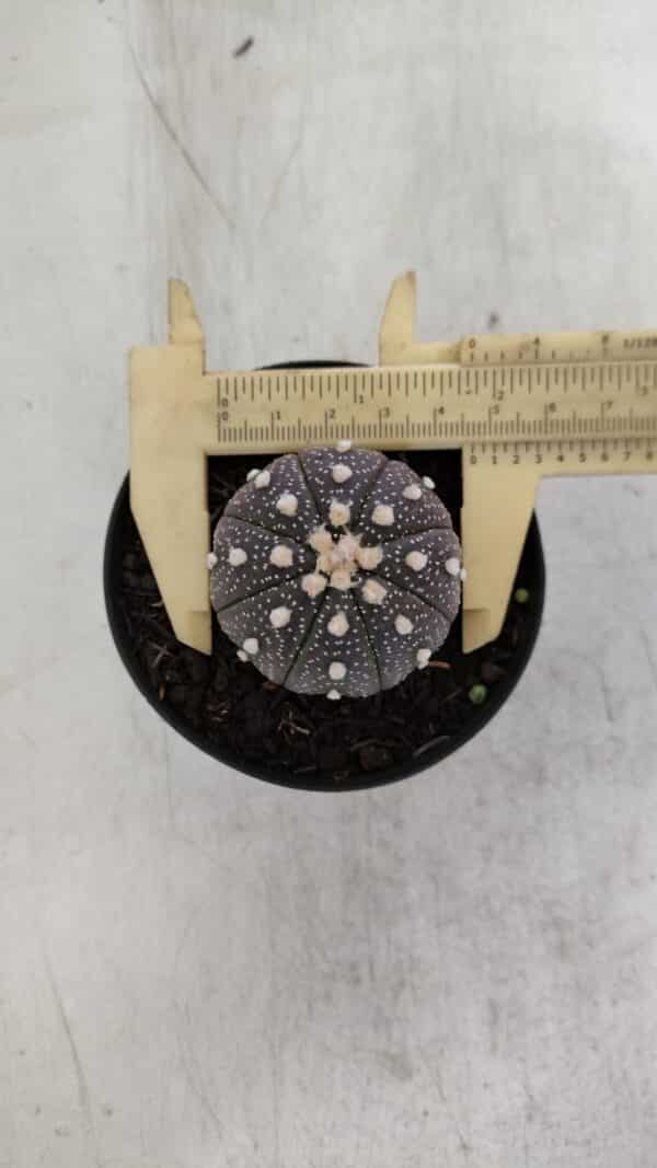 ASTROPHYTUM ASTERIAS “Purple”  Nº 965 – vaso 09 - Imagem 1