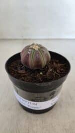 ASTROPHYTUM ASTERIAS “Purple”  Nº 966 – vaso 09 - Imagem 2