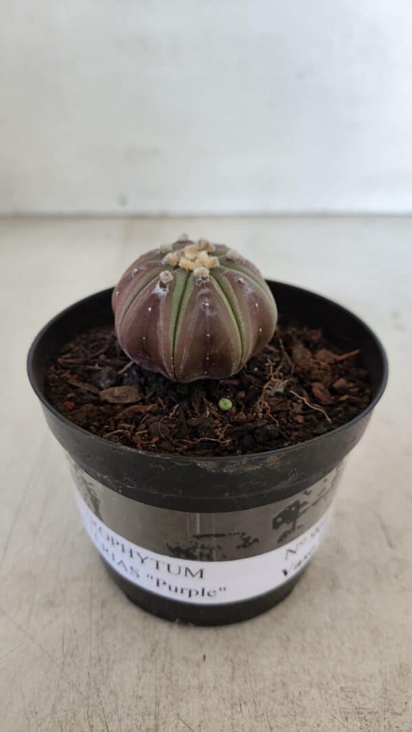 ASTROPHYTUM ASTERIAS “Purple”  Nº 966 – vaso 09 - Imagem 2