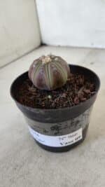 ASTROPHYTUM ASTERIAS “Purple”  Nº 966 – vaso 09 - Imagem 9