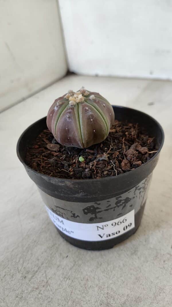 ASTROPHYTUM ASTERIAS “Purple”  Nº 966 – vaso 09 - Imagem 9