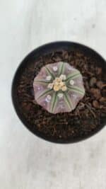 ASTROPHYTUM ASTERIAS “Purple”  Nº 966 – vaso 09 - Imagem 3