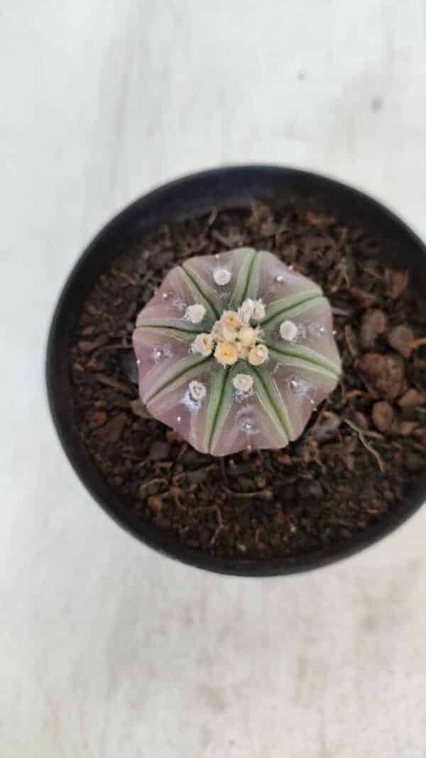 ASTROPHYTUM ASTERIAS “Purple”  Nº 966 – vaso 09 - Imagem 3