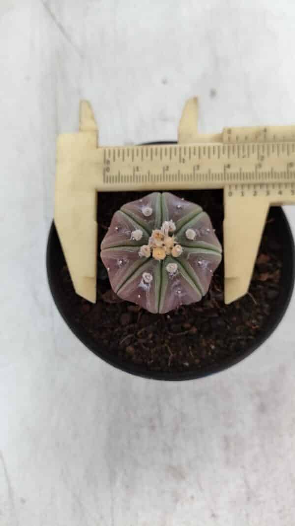ASTROPHYTUM ASTERIAS “Purple”  Nº 966 – vaso 09 - Imagem 1