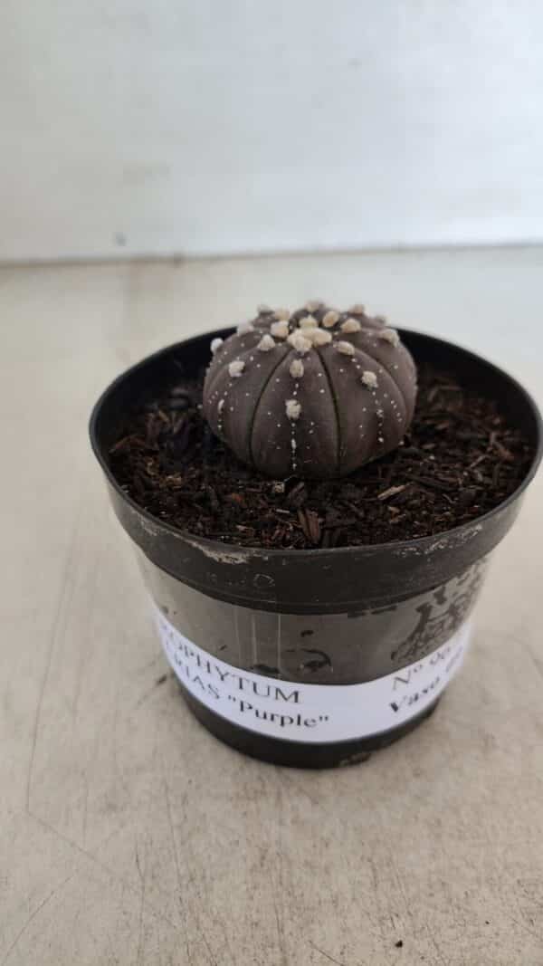 ASTROPHYTUM ASTERIAS “Purple”  Nº 967 – vaso 09 - Imagem 2