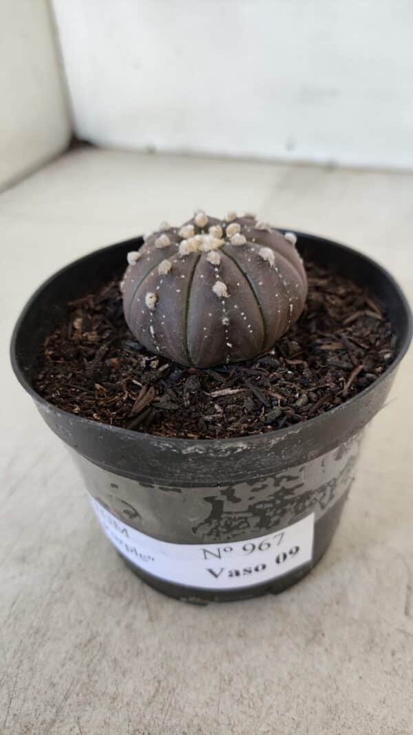 ASTROPHYTUM ASTERIAS “Purple”  Nº 967 – vaso 09 - Imagem 8