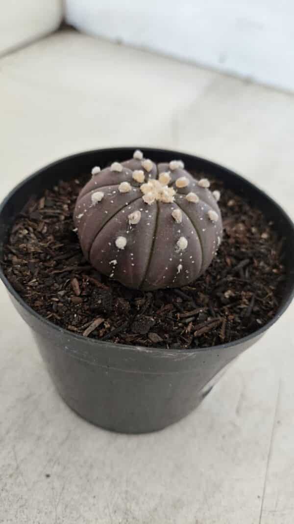 ASTROPHYTUM ASTERIAS “Purple”  Nº 967 – vaso 09 - Imagem 6