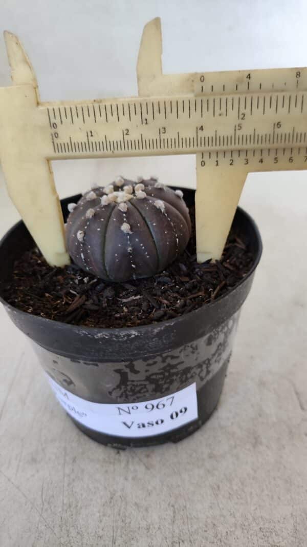ASTROPHYTUM ASTERIAS “Purple”  Nº 967 – vaso 09 - Imagem 1
