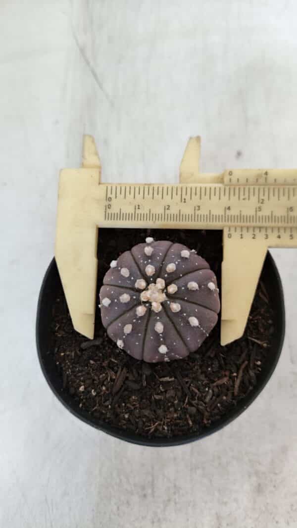 ASTROPHYTUM ASTERIAS “Purple”  Nº 967 – vaso 09 - Imagem 5
