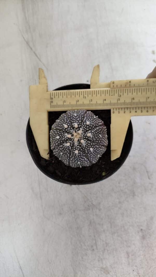 ASTROPHYTUM ASTERIAS “Purple”  Nº 968 – vaso 09 - Imagem 1