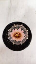 ASTROPHYTUM ASTERIAS “Purple”  Nº 970 – vaso 11