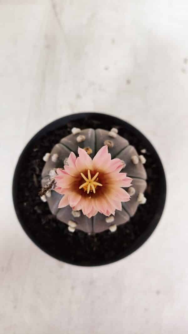ASTROPHYTUM ASTERIAS “Purple”  Nº 970 – vaso 11 - Imagem 1