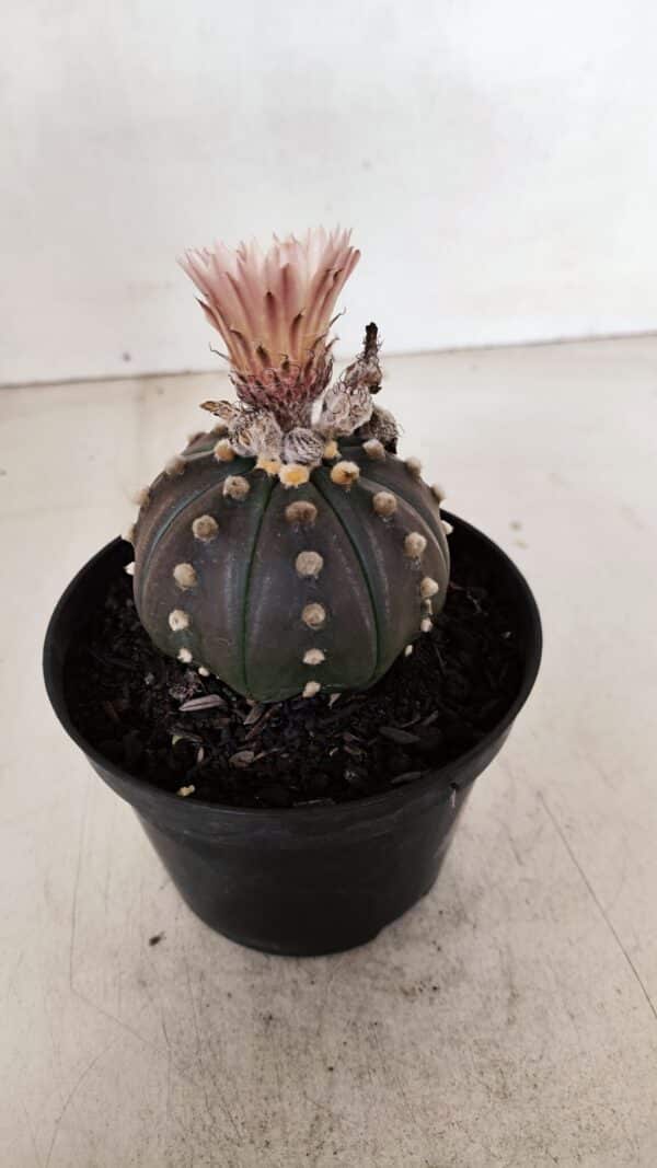 ASTROPHYTUM ASTERIAS “Purple”  Nº 970 – vaso 11 - Imagem 7