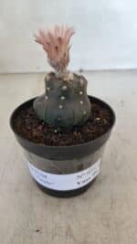 ASTROPHYTUM ASTERIAS “Purple”  Nº 975 – vaso 09 - Imagem 2