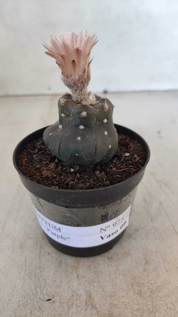 ASTROPHYTUM ASTERIAS “Purple”  Nº 975 – vaso 09 - Imagem 2