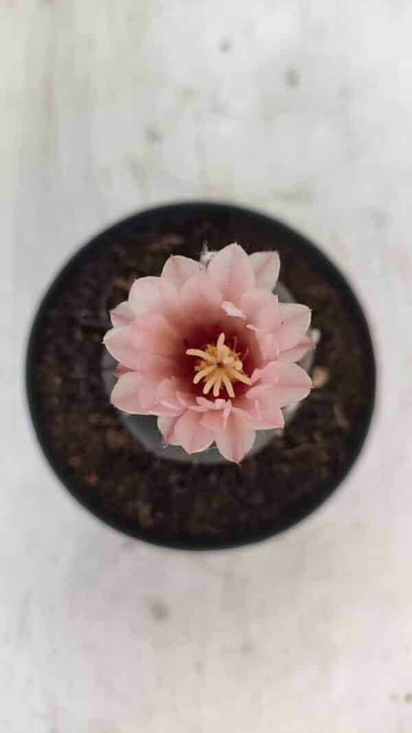 ASTROPHYTUM ASTERIAS “Purple”  Nº 975 – vaso 09 - Imagem 3