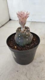 ASTROPHYTUM ASTERIAS “Purple”  Nº 975 – vaso 09 - Imagem 7