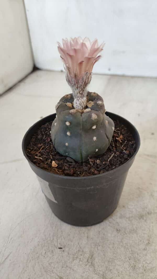ASTROPHYTUM ASTERIAS “Purple”  Nº 975 – vaso 09 - Imagem 7