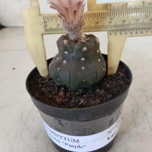 ASTROPHYTUM ASTERIAS “Purple” Nº 975 – vaso 09