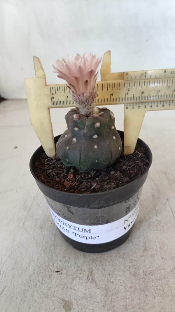 ASTROPHYTUM ASTERIAS “Purple”  Nº 975 – vaso 09 - Imagem 1