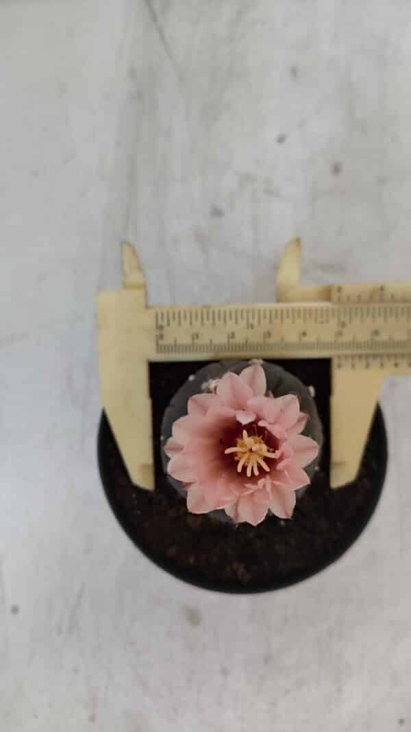 ASTROPHYTUM ASTERIAS “Purple”  Nº 975 – vaso 09 - Imagem 5