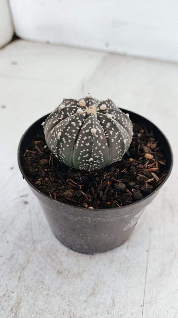 ASTROPHYTUM ASTERIAS “Purple”  Nº 976 – vaso 09 - Imagem 6