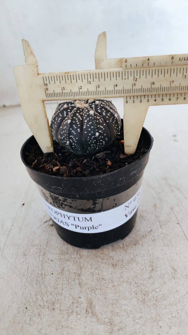 ASTROPHYTUM ASTERIAS “Purple”  Nº 976 – vaso 09 - Imagem 1