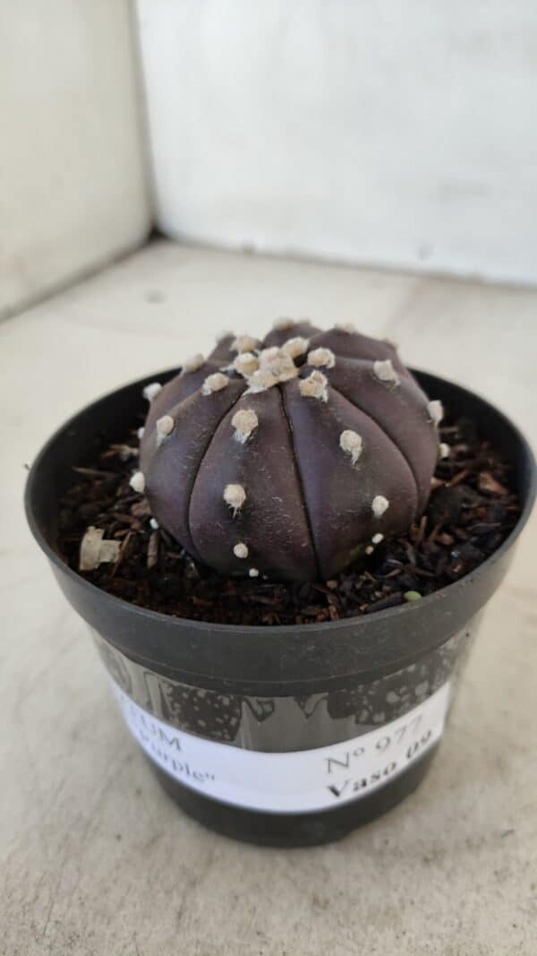 ASTROPHYTUM ASTERIAS “Purple”  Nº 977 – vaso 09 - Imagem 2