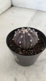 ASTROPHYTUM ASTERIAS “Purple”  Nº 977 – vaso 09 - Imagem 9