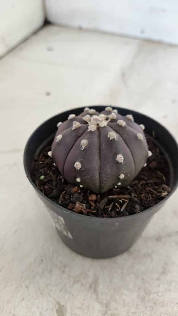 ASTROPHYTUM ASTERIAS “Purple”  Nº 977 – vaso 09 - Imagem 9