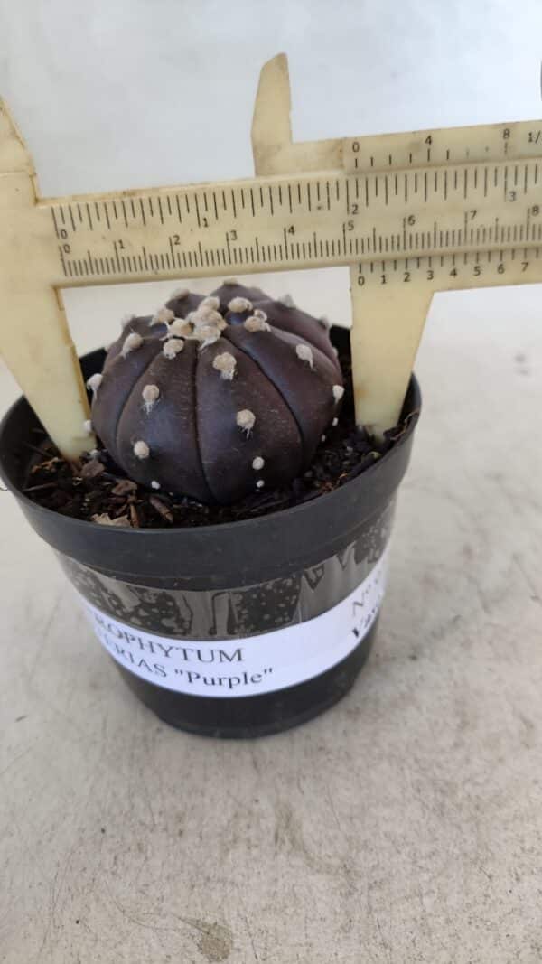 ASTROPHYTUM ASTERIAS “Purple”  Nº 977 – vaso 09 - Imagem 1