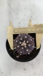 ASTROPHYTUM ASTERIAS “Purple”  Nº 977 – vaso 09 - Imagem 5