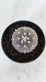 ASTROPHYTUM ASTERIAS “Purple”  Nº 978 – vaso 09 - Imagem 3