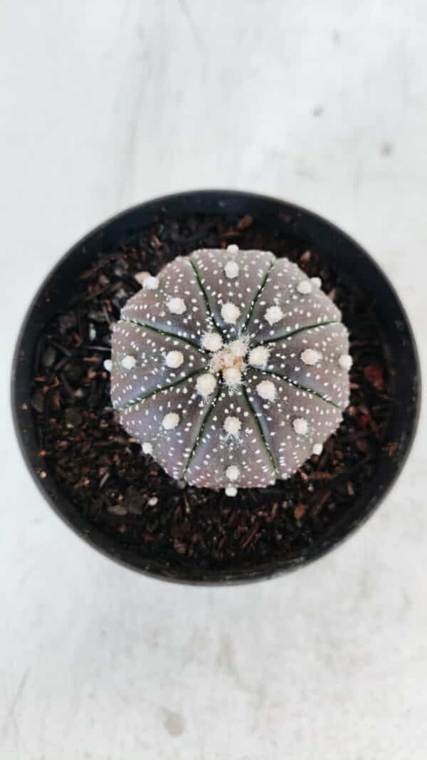 ASTROPHYTUM ASTERIAS “Purple”  Nº 978 – vaso 09 - Imagem 3