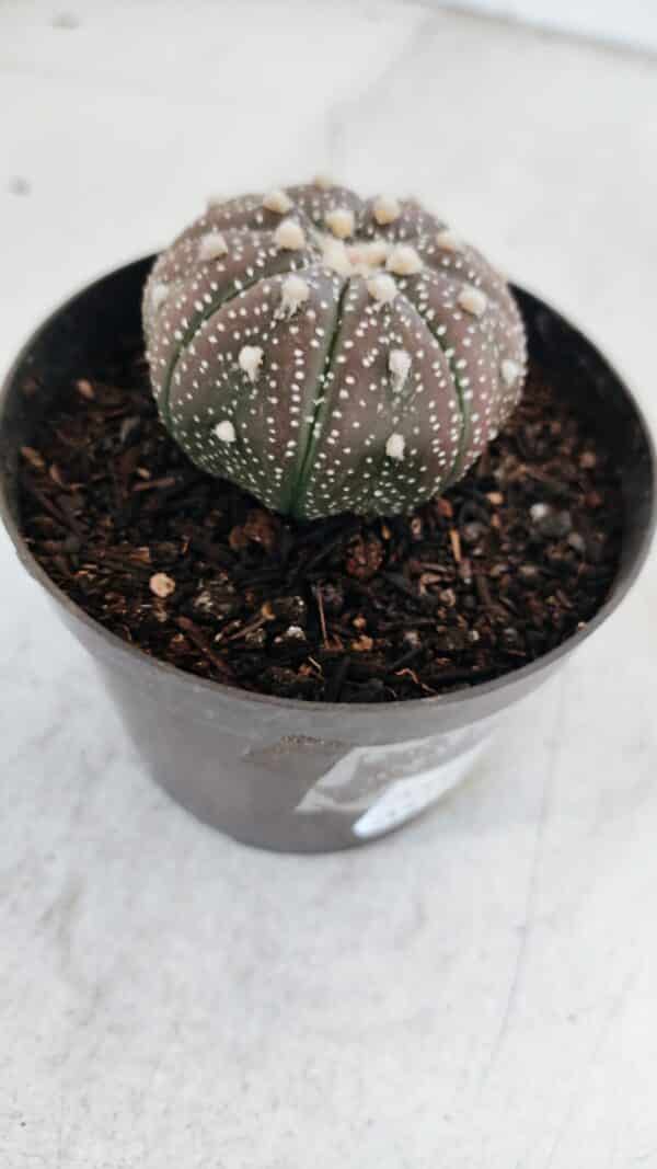 ASTROPHYTUM ASTERIAS “Purple”  Nº 978 – vaso 09 - Imagem 5