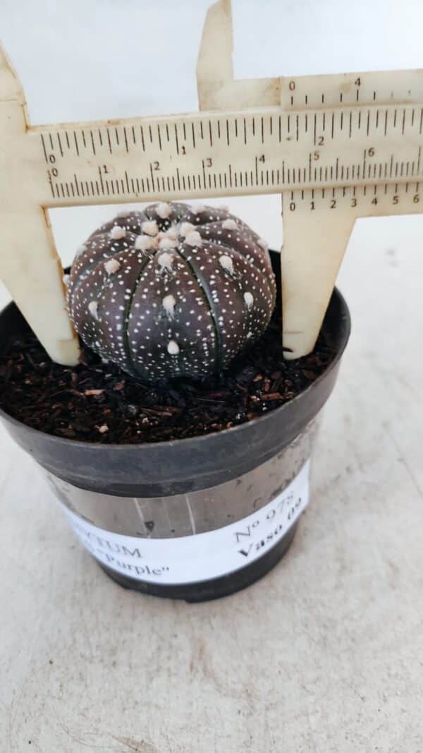 ASTROPHYTUM ASTERIAS “Purple”  Nº 978 – vaso 09 - Imagem 1