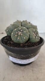 ASTROPHYTUM ASTERIAS "Colônia” Nº 900 – Cuia 13 - Imagem 2